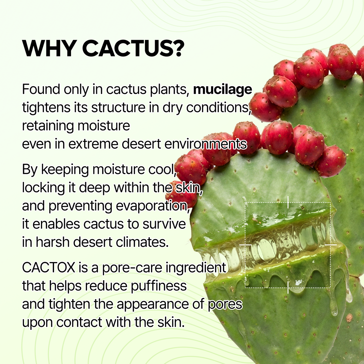 Cactox Hydro Pore Care Set